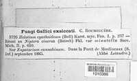 Cyathicula cyathoidea image
